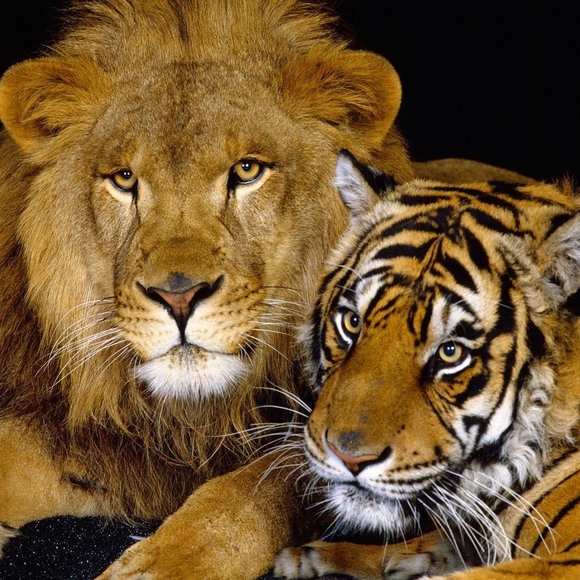 Meet your Posher, Albert - Picture 1 of 1